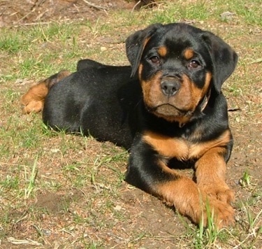 Front view - A cute, thick, black and tan Rottweiler puppy is laying across patchy grass looking forward and its head is slightly tilted to the right.