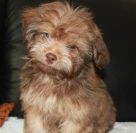 Close up front view - A brown Russian Tsvetnaya Bolonka puppy is sitting on a couch and it is looking forward. Its head is tilted to the right.