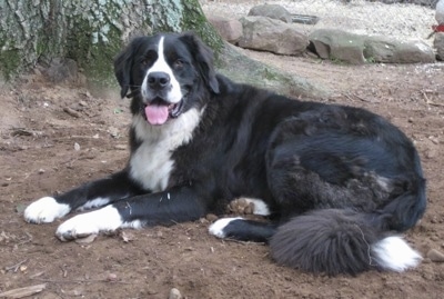 great dane st bernard mix