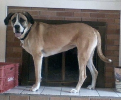 The left side of a shorthaired brown with black and white Saint Dane standing in front of an inactive fireplace looking forward. Its mouth is open and tongue is out.