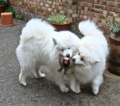 Two fluffy thick coated Samoyed dogs are standing on a driveway and they are battling over a plush toy both of their mouths.