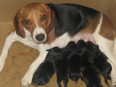 A Beagle mother is laying in the back of a whelping box and she is nursing a litter of black Sceagle puppies.