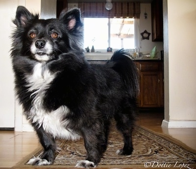 Close up front view - A black with white Schip-A-Pom dog is standing on a brown oriental rug and it is looking forward.