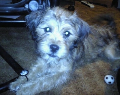 Close up front side view - A tan with white and black Schnau-Tzu puppy is laying across a carpet and it is looking forward. The puppy has a toy in-between its front paws.