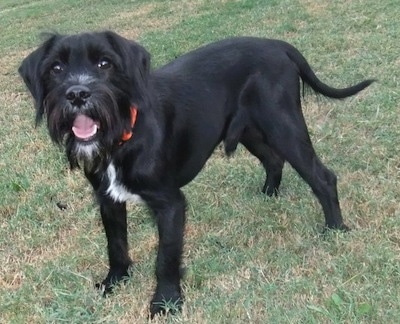 Front side view - A black with white Schnocker dog is standing across grass, it is looking forward and up. Its mouth is open and it looks like it is smiling. It has short hair on its back and longer hair on its face with a beard and mustache. It has a long pointy tail.
