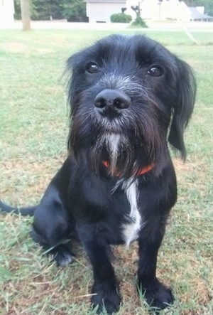 Close up front view - A black with white Schnocker dog is sitting in grass, it is looking forward and up. It has longer hair on its face and ears.
