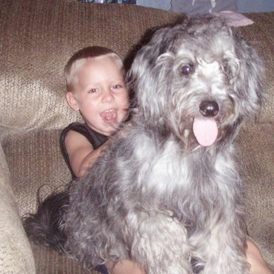 A long haired, grey with white Schnoodle is sitting on the lap of a boy that is sitting on a couch. The dog's mouth is open and tongue is out.