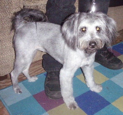 A short groomed Schnoodle is standing over top of a persons foot and on top of a rug. It has longer hair on its tail, ears and face.