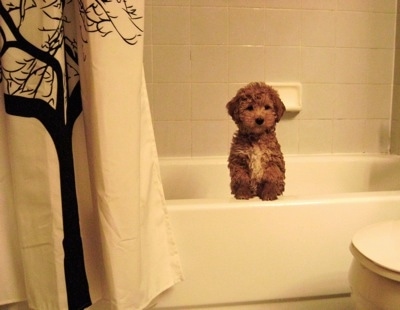 A fuzzy brown with white Schnoodle puppy is jumped up at the side of a bath tub looking forward.