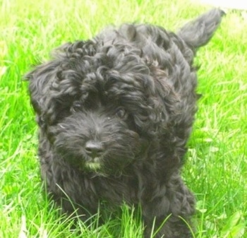 Close up - A curly coated, thick haired, black Scoodle puppy is walking down tall grass and it is looking forward.