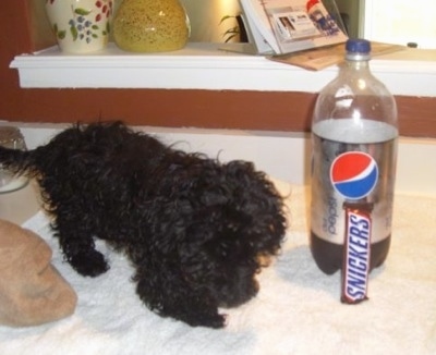 The front right side of a black Scoodle puppy is standing on a white towel and it is looking down. There is a 2 liter bottle of a Diet Pepsi next to it with a Snickers candy bar laying against the bottle.