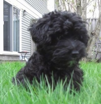 Close up front view - A fluffy black Scoodle puppy is laying in grass and it is looking to the right. There is a house behind it.