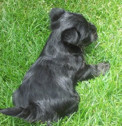 The back of a black Scorkie puppy that is laying in green grass.