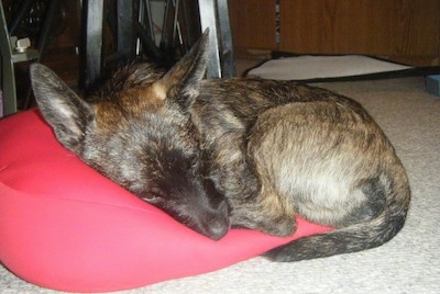 A brindle black with tan and white Scotchi puppy is laying curled in a ball on a red pillow. It has large perk ears and a long tail.