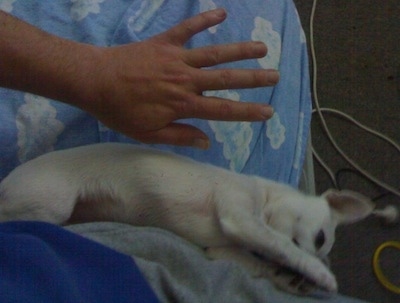 A white Scotchi puppy is laying on its side and its paws are up near its head. There is a person with its hand out next to the puppy.