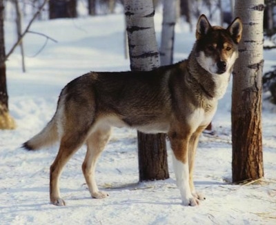 Seppala Siberian Sleddog Dog Breed 