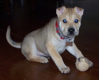 A thick tan with white Sharberian Husky puppy is wearing a red collar sitting on a hardwood floor and it is looking forward. There is a used tennis ball in front of it. The pups ears are perked and folded over to the front.