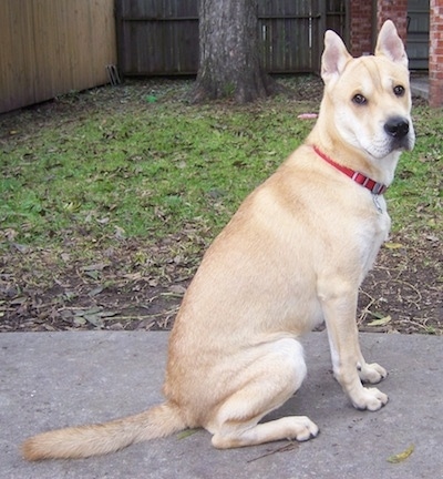 The right side of a short haired, thick bodied, tan with white Sharberian Husky dog that is sitting on a concrete surface and it is looking forward. It has small ears and a big head.