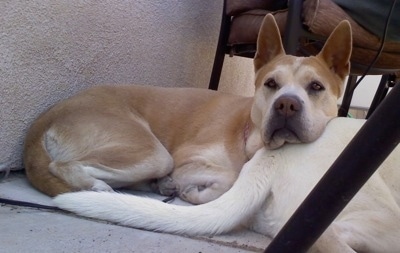 Side view - A large headed, perk eared, thick tan with white Sharberian Husky is laying on a porch and on the back of another dog.