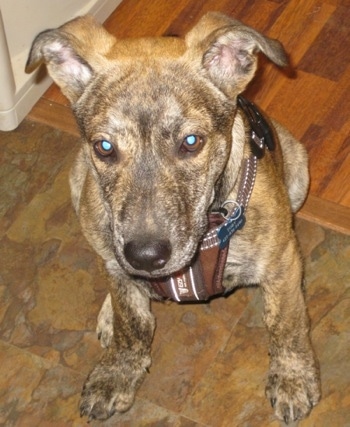 Close up front view - A brindle tan with black and white Sharberian Husky puppy is sitting on a brown marble floor in a doorway  with a hardwood floor behind it looking forward. The dog is wearing a brown harness.