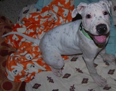 The right side of a white with black Sharmatian puppy that is sitting on a blanket and it is looking up. Its mouth is open and its tongue is out. The dog's body is all white with small black spots on it. It has extra skin on its head and its ears are folded over to the sides. It has a long tail.