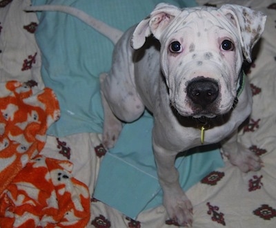 A white with black Sharmatian puppy is sitting on a light blue blanket and it is looking up. The dog is all white with black and brown spots with wrinkles on its head and a large black nose.