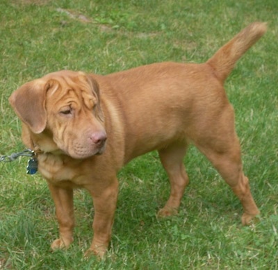 Side view - A tan Sharpeagle is standing across grass and it is looking to the right. It has a large square head with wrinkles, extra skin and a docked tail and a brown nose.