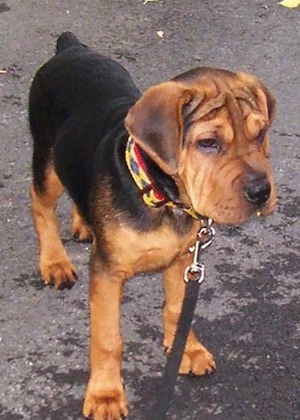 Front side view - A black with brown Sharp Eagle puppy is standing on a blacktop surface and it is looking to the right. It has a square shaped, wrinkly head.