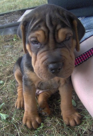 Close up - A shorthaired, wrinkly black with brown Sharp Eagle puppy is sitting in grass next to a person.