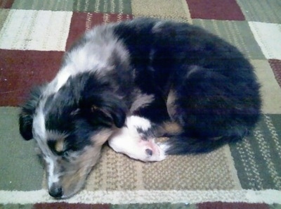 A blue merle Sheltidoodle puppy is sleeping curled up in a ball on a rug.