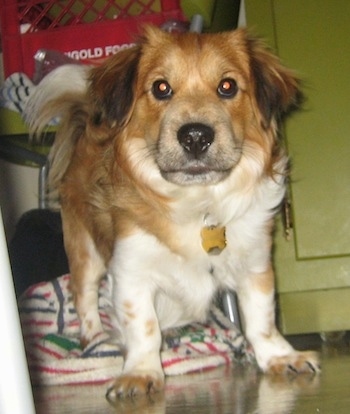 Close up front view - A low to the ground, red and white with black Sheltie Tzu dog standing on a tiled floor. Its hind legs are on top of a white with green and red striped towel and it is looking forward.