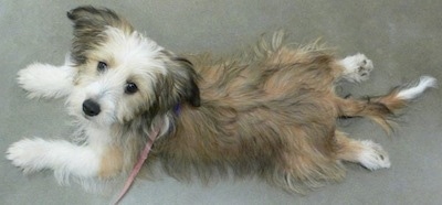 Top down view of a soft-looking, longhaired, tan, black and white Sheltie Tzu puppy laying stretched out across a floor, it is looking up and its head is slightly tilted to the left.