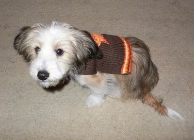 Side view - A tan, black and white Sheltie Tzu puppy is wearing a brown with orange shirt sitting on a carpet and it is looking up.