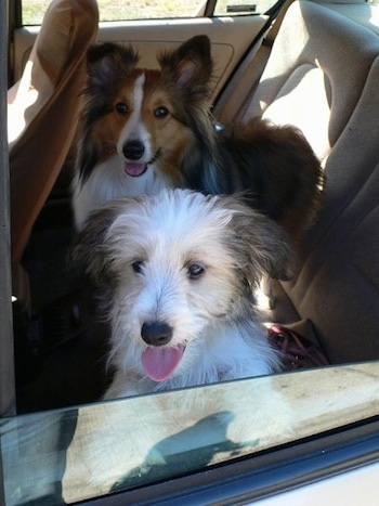 A tan, black and white Sheltie Tzu puppy and a brown and black with white Sheland Sheepdog are sitting in the backseat of a vehicle and they are looking out the window of the car.