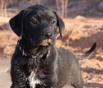 Close up - A black with white Aussiedor puppy, that is wet, is standing in mud and it is looking to the right.
