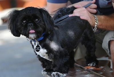 A shaved black with white Shih-Tzu is standing across a wooden surface, it is looking forward, its mouth is open and it is sticking its tongue out. There is a person kneeling behind it. The dog has longer hair on its ears and tail.