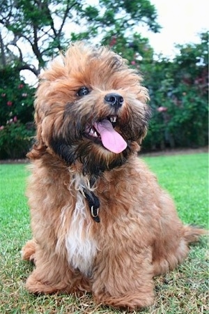 shorkie dog breed