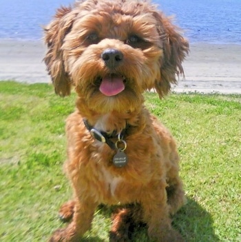 Front view - A shaved, wavy coated, brown with white Shorkie Tzu is sitting in a field, it is looking forward, its mouth is open and its tongue is sticking out. There is a body of blue water and a sandy beach behind it.