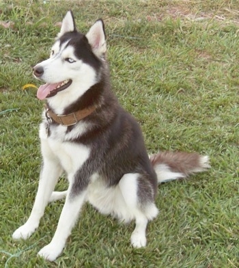 The front left side of a black with white Siberian Husky that is sitting on grass, its mouth is open, its tongue is out, it is looking to the left and up. It has perk ears and blue eyes and is wearing a brown leather collar.