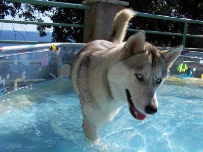 Close up - A grey and white with black Siberian Husky is walking across a pool, its mouth is open and tongue is out. It has blue eyes and it looks like it is smiling.