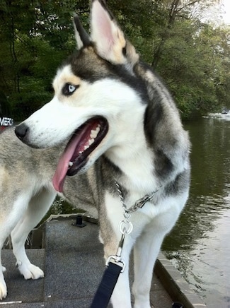 The right side of a grey and white with black Siberian Husky that is standing at the edge of a dock. It is looking to the left, its mouth is open and its tongue is out. In front of it is a body of water. It has blue eyes.