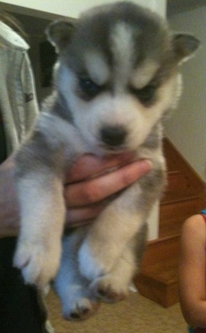A small grey and white Siberian Husky puppy is being held in the air by a persons hand.