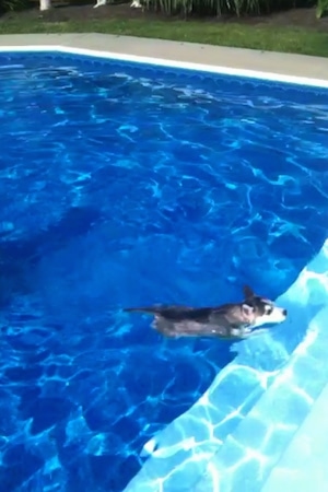 A grey and white with black Siberian Husky dog is swimming across a large in-ground swimming pool.
