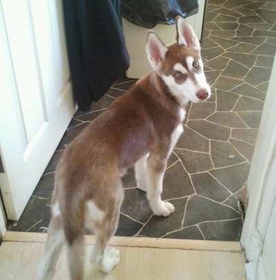 The back right side of a red and white Siberian Husky puppy that is standing in a doorway. It has golden-brown eyes.