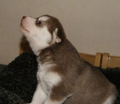 The left side of a small grey with white Siberian Husky puppy that is sitting across a bed, its head is in the air and it is looking to the left.