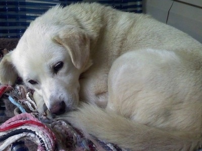 Close up - A tan Siberian Retriever is laying curled up on a ball on a blanket in a vehicle. The dog's ears are folded over to the sides.