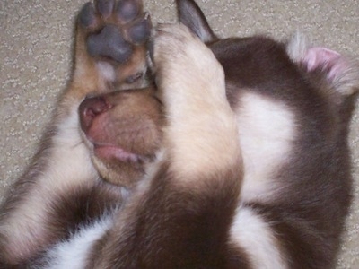 Close up head shot - A brown with tan Siberian Retriever puppy is laying on a carpet on its back and it has its front paws on its muzzle. One of the dog's ears is flipped inside out.