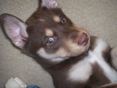 Close up upper half of a brown with tan and white Lab/Husky hybrid puppy laying on its back and looking up.