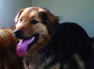 Close up front side view - A black with tan Siberian Retriever dog is standing on a couch and it is looking to the left. Its mouth is open and its tongue is out.