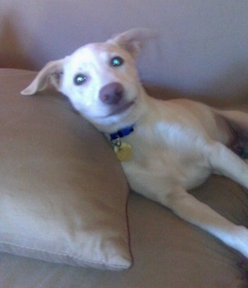 A tan with white Siberian Retriever puppy is laying against the back of a pillow on a tan couch and it is looking forward. Its eyes are glowing green.